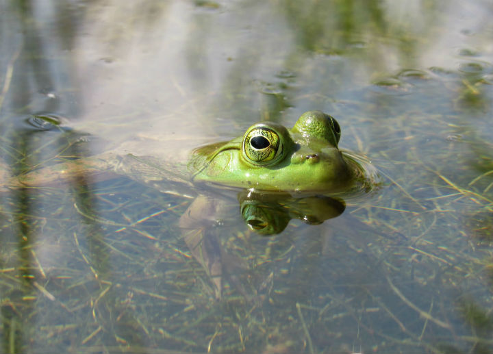 American Bullfrog